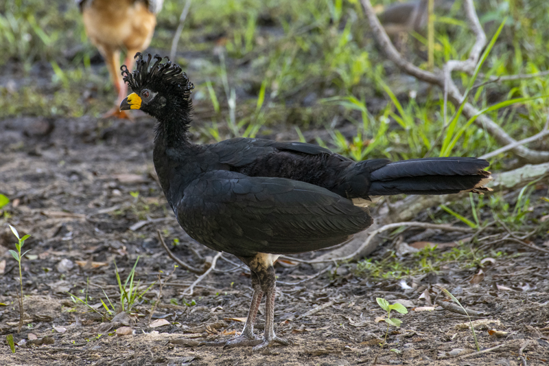 Bonito - Photo by Hudson Garcia (6)